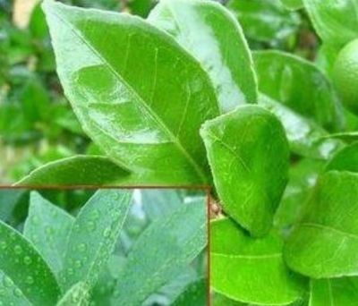 農(nóng)用有機硅助劑噴霧